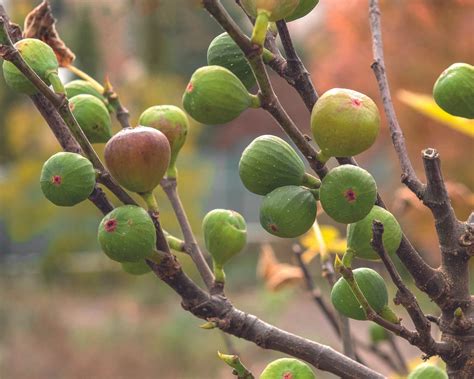 7 Best Fruit Trees For Front Yards | Gardening Know How