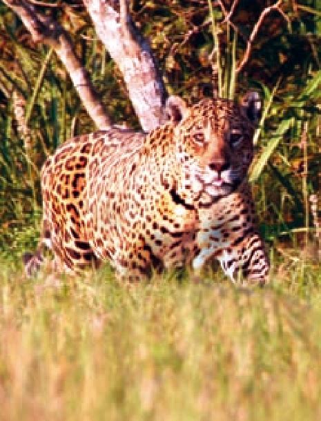 Female wild jaguar in its natural habitat in the Pantanal (Photo L ...