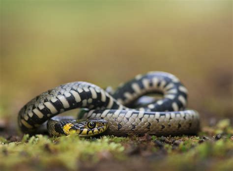 Жълтоуха водна змия (Natrix natrix) | Author Petar Belev - nislon ...