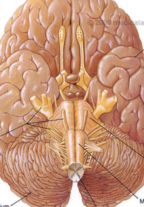 lab  brain ventral surface diagram quizlet