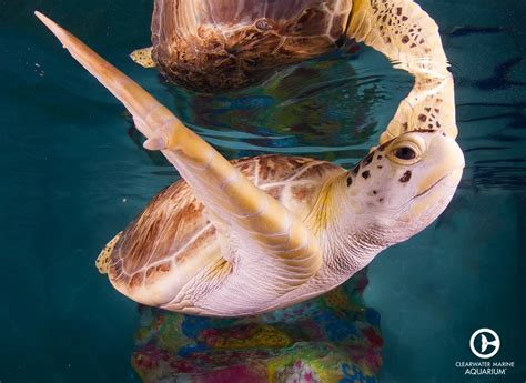 mavis warner bros entertainment wiki fandom