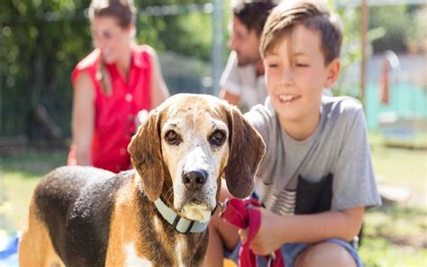 heartwarming pet adoption stories thetalka