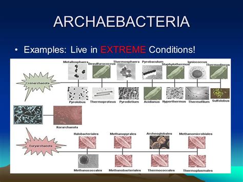 Archaea examples kingdom