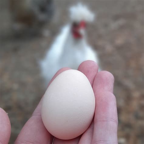 eieren en pfas hoe zit dat nu