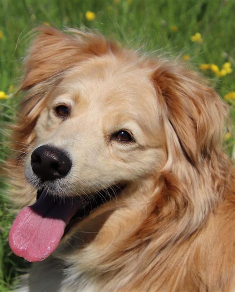 12 Golden Retriever Mixes for a Cute, Fluffy Companion