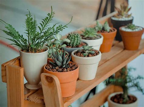How to plant your plants