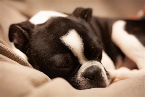 Close-UP Photo of Black and White Boston Terrier Sleeping · Free Stock Photo