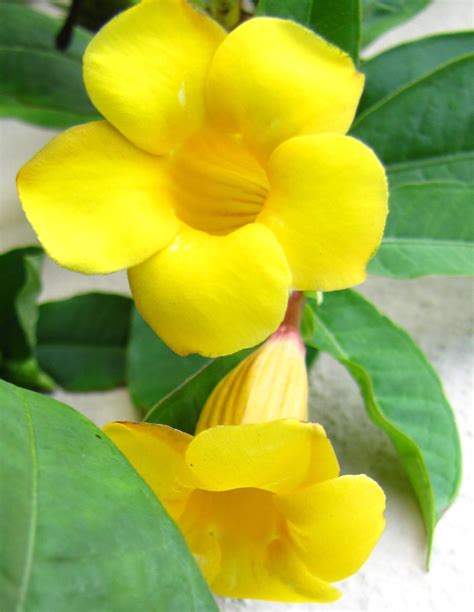 Florida Yellow Flowers