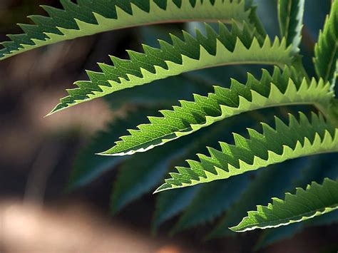 picture jagged leaves