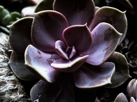 Succulent Flower Free Photo Download | FreeImages