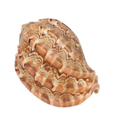 BYDOT Harp Seashell Natural Conch Large Shells for Fish Tank Air Plants ...