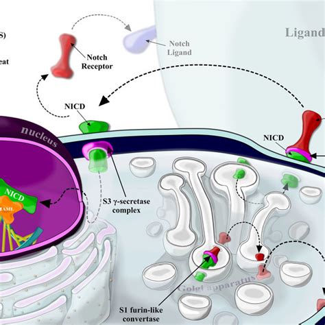 Interleukin 7 receptor signaling pathway. Binding of interleukin 7 ...