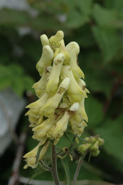 Aconitum lycoctonum, Wolf's Bane