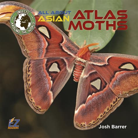 How gigantic is an Atlas moth, one of the biggest moths or butterflies