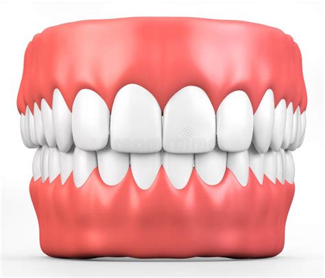 Anatomy Of Gums