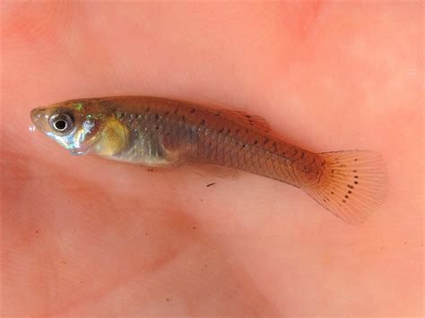 Eastern Mosquitofish Scientific Name