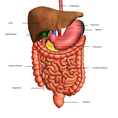 the human digestive system labeled - ModernHeal.com