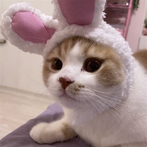 cat   cute  catissocute tiktok