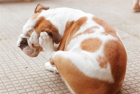remedios naturales  aliviar la comezon en tu perro