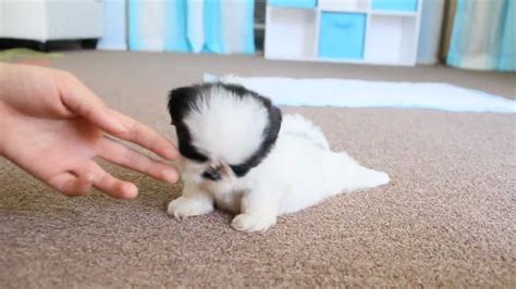 teacup shih tzu puppies shih tzu puppy red white id located