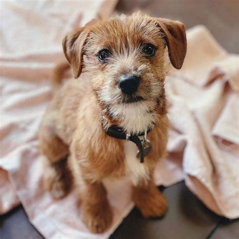 39 Jack Russell Terrier Mixes That You Would Find Them Adorable - The ...