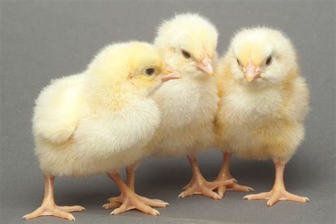 Countering early losses in chick condition - Poultry World