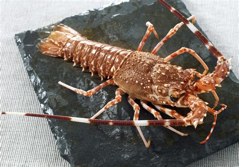 Spiny Lobster - Pacific Seafood