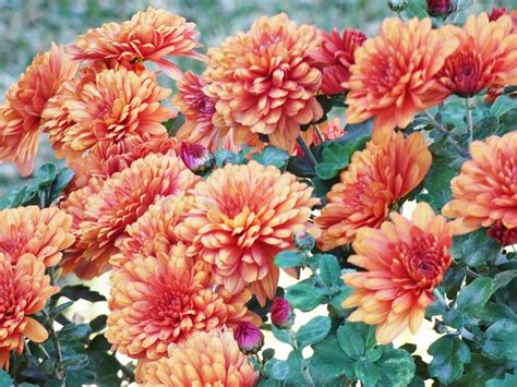 Orange Flowers Beautiful - Free photo on Pixabay - Pixabay