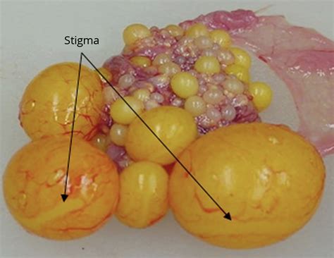 Chicken Reproductive System — Rangiora Vet Centre