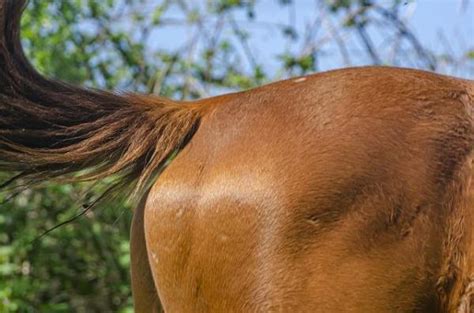 horses   heat heat cycle  mares