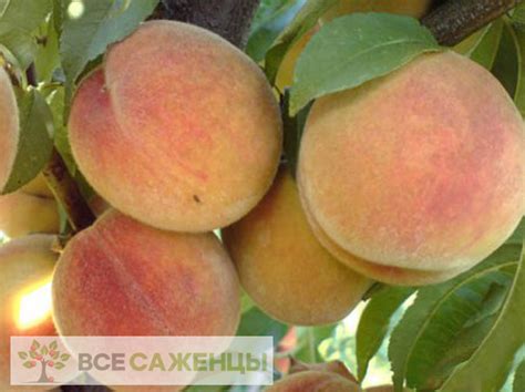 Цена на Саженцы - купить саженцы