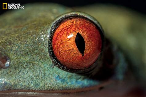 National Geographic Takes a Close Look at the Evolution of Eyes Photos ...