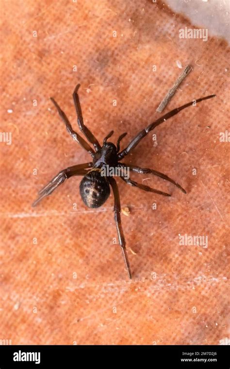 steatoda paykulliana mediterranean false black widow spider stock