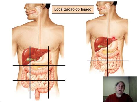 Onde Fica O Figado Na Barriga - Localizacao Do Figado Humano No Corpo
