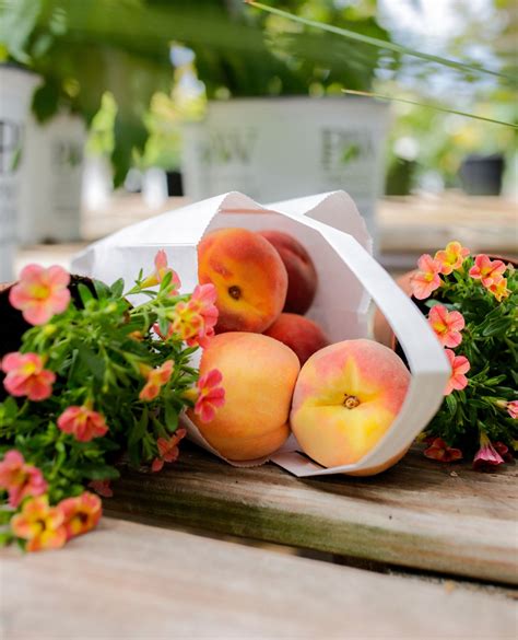 Bath Garden Center and... - Bath Garden Center and Nursery