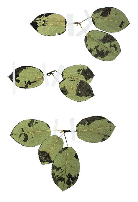 Kathy Ferreiro Naked