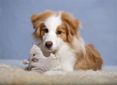 border collie puppy pictures  facts