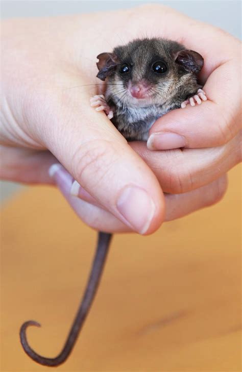 Eastern pygmy possums North Head relocation experiment leads bid to ...