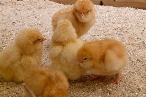 poultry production  sustainable poultry world