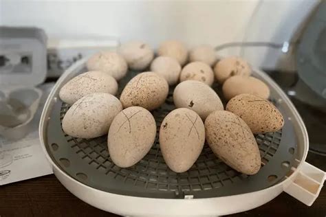 The Waiting Game: 28 Days Until A Turkey Egg Cracks Open