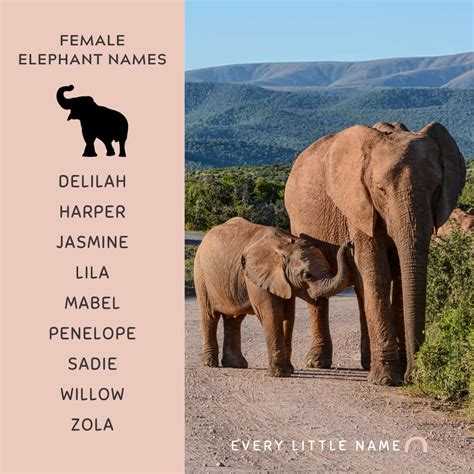 popular names  elephant  kaitlyn fitzhardinge blog