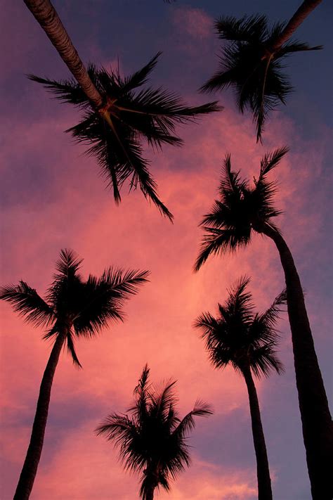 Palm Trees Against Pink Sky Photograph by Kenneth Stensrud | Fine Art ...