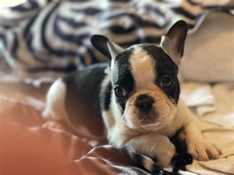 French Bulldog (Frenchie) Puppies For Sale In Massachusetts
