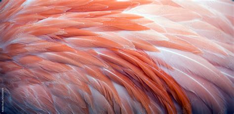 Close up view of pink flamingo feathers Stock Photo | Adobe Stock
