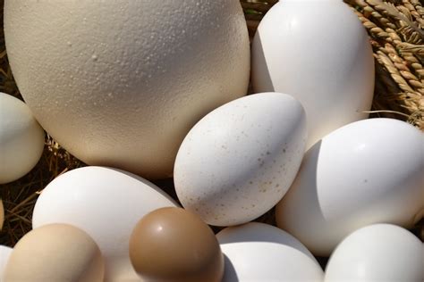 oeuf  diabete les diabetiques peuvent ils manger des oeufs