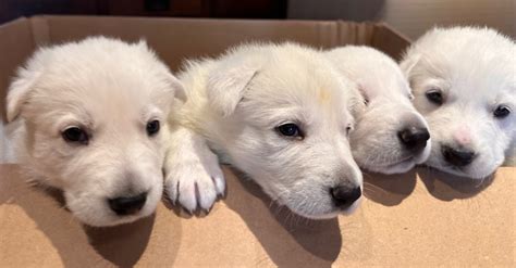 White German Shepherd Puppies | Dogs & Puppies for Rehoming | Oakville ...