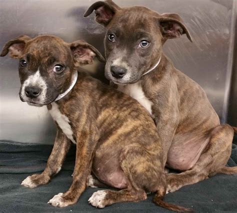 New training classes will be offered for pitbull puppies near me 10