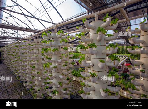Soilless hi-res stock photography and images - Alamy