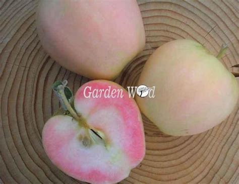 Купить Яблоня Розовый Жемчуг в Москве | Garden Wod