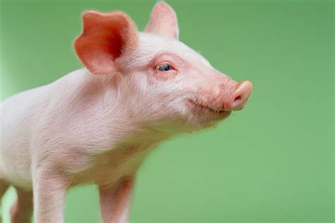 scientists generate activity  dead pig brain saaya doctors